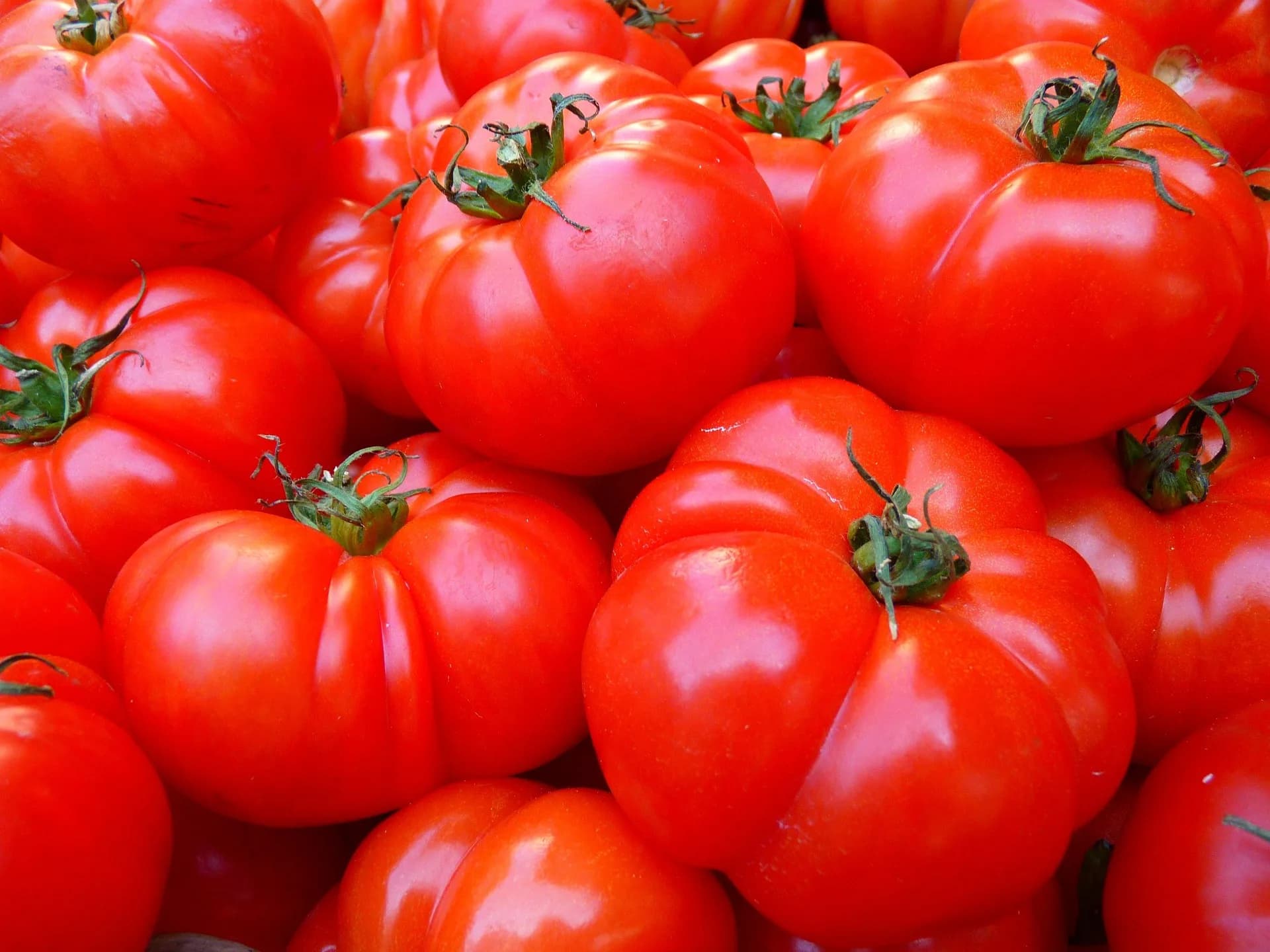 tomates rojos
