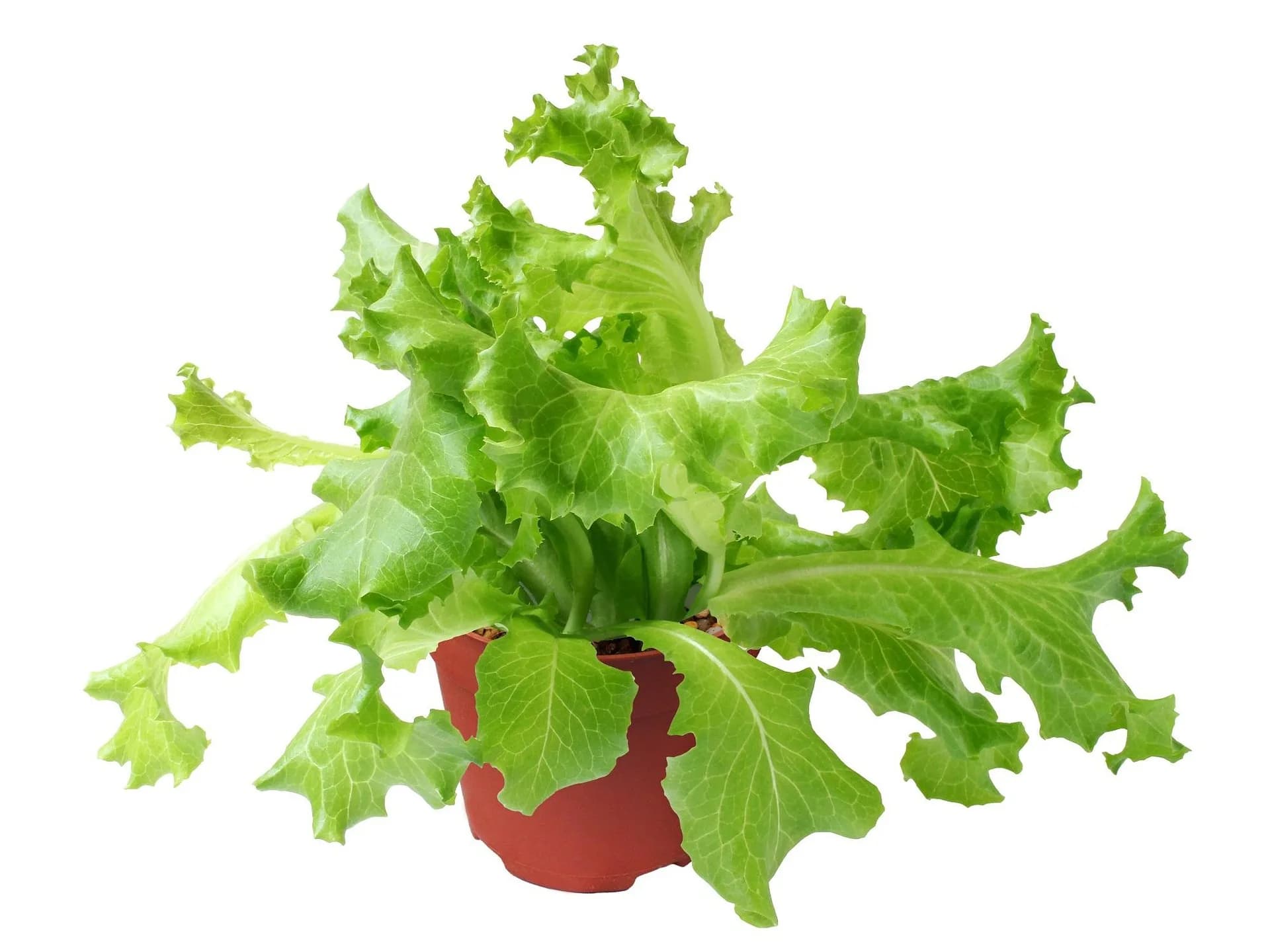 lechuga en maceta