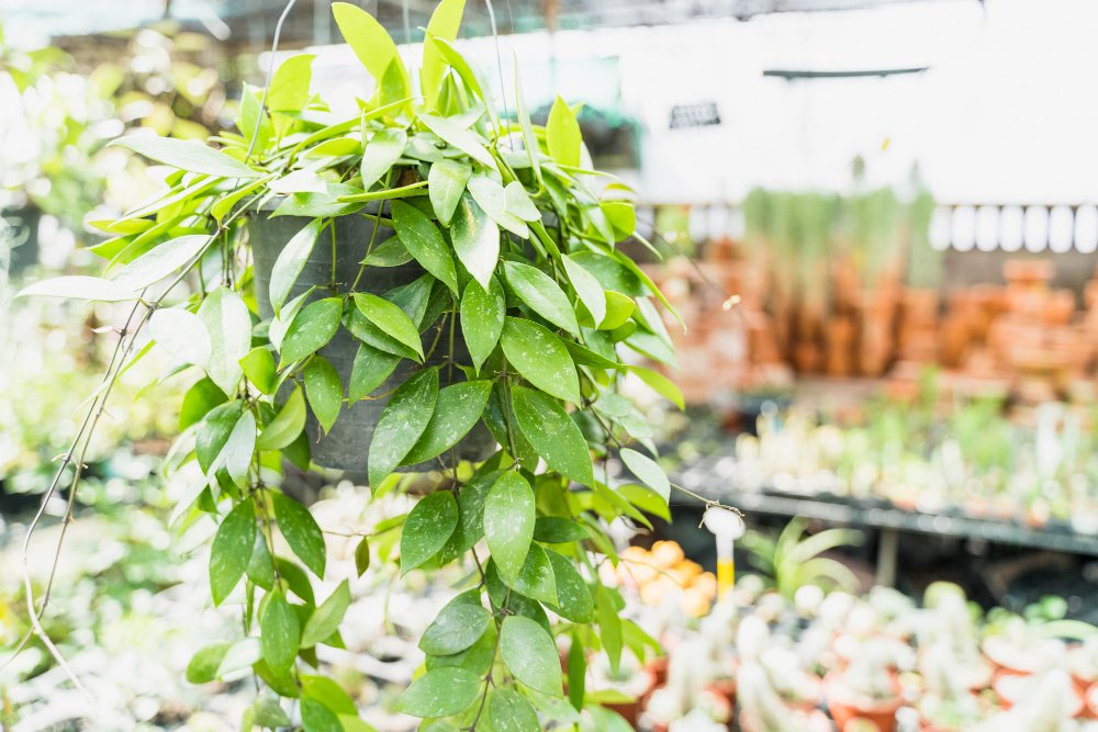 Invernadero de pared